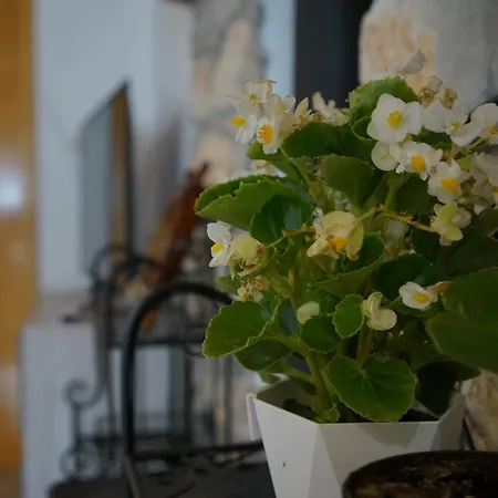 Angelina - Stone House Kali